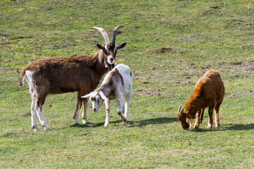 Thüringer Waldziegen auf der Weide