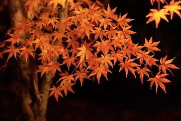 Poster Night view of red maple leaves at Eikando in Kyoto of Japan © Joseph