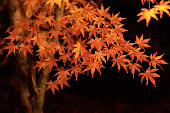 Night view of red maple leaves at Eikando in Kyoto of Japan