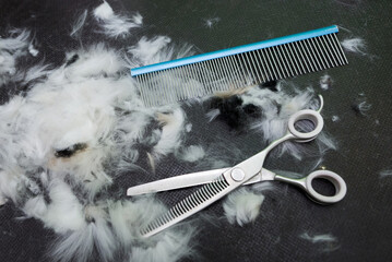 dog haircut. Wool scissors comb - obrazy, fototapety, plakaty