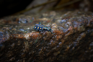closeup Cicindela aurulenta, a small, fierce-looking, blue, orange-patterned insect clings to a rock in a moist, forest.