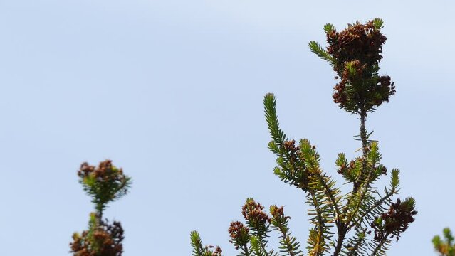 Erica multiflora in heather family, Ericaceae