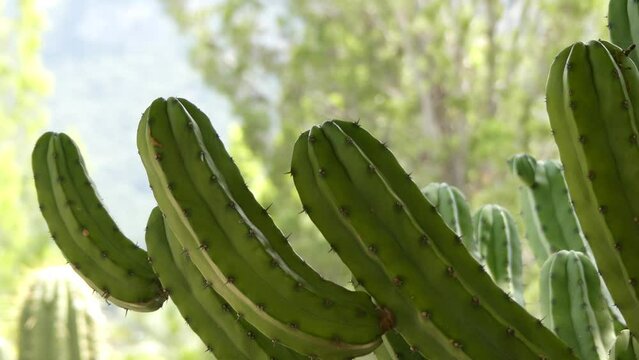 Myrtillocactus geometrizans (bilberry cactus)