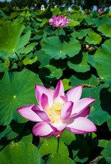 Close-up of the pink lotus flower with lotus leaves background