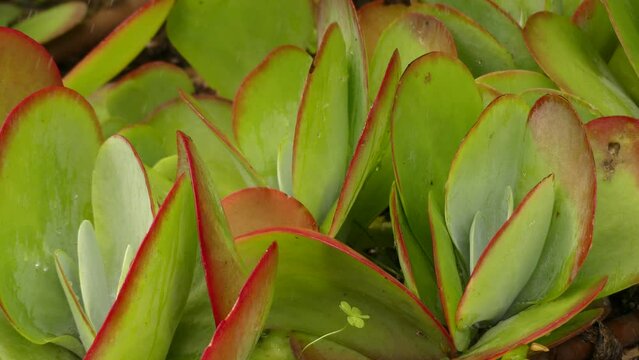 Crassula pellucida marginalis