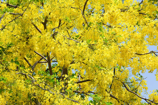 Golden shower, indian laburnum, cassia fistula, Yellow flowers blooming in the summer.