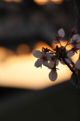 桜の花とつぼみ #Cherry blossoms  桜・満開 桜の開花イメージ　日本の花 #サクラ