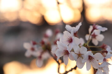 桜の花とつぼみ #Cherry blossoms  桜・満開 桜の開花イメージ　日本の花...