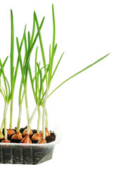 Scallion growing at home in a small plastic container, white background. Green organic onion crop at home for making fresh delicate salad. Hobby and cost saving measures. House farm.