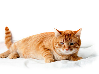 Ginger color tabby cat on white isolated background. Home pet photo shoot in a studio setting. Good...