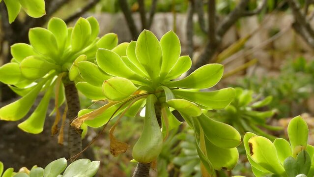 Aeonium arboreum or tree houseleek
