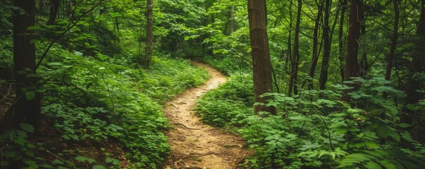Obraz premium Forest trail for serene exploration.