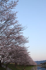 桜の花とつぼみ #Cherry blossoms  桜・満開 桜の開花イメージ　日本の花 #サクラ