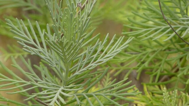 Lavandula buchiiin Lamiaceae family