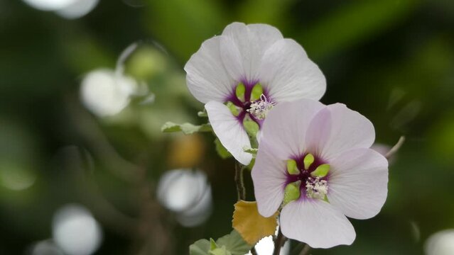 Lavatera maritima. Many Lavatera species have now been transferred to related genus Malva. Lavatera species are known as tree mallows, or rose mallows, royal mallows or annual mallows.