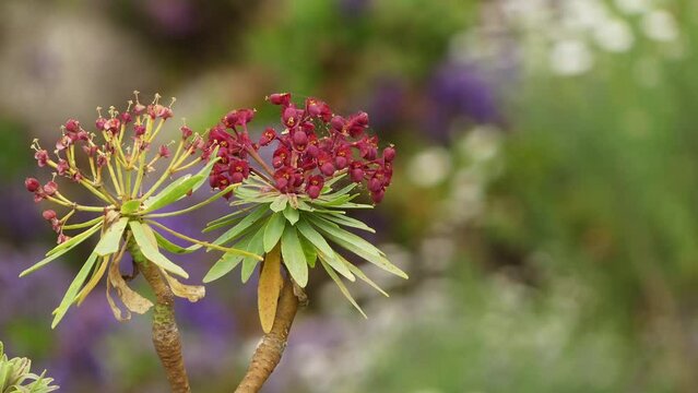 Euphorbia atropurpurea, called tabaiba majorera or tabaiba roja in Spanish, is a shrub in the family Euphorbiaceae native to Tenerife in the Canary Islands.