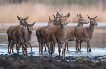 Deer hinds in a natural habitat