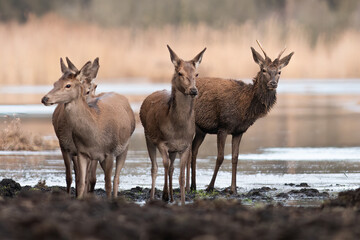 Deer hinds in a natural habitat