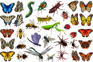 Colored vector set of insects.Crawling and flying insects on a transparent background in a vector set.