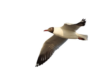 Beautiful flying seagull isolated on transparent background png file