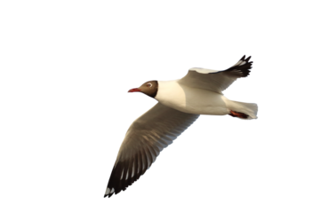 Beautiful flying seagull isolated on transparent background png file