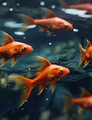 Fotobehang goldfish in aquarium © Peshawar