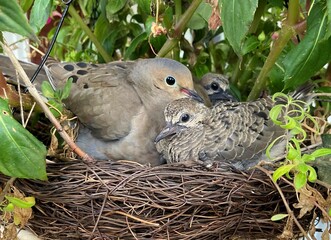 Dove family in nest