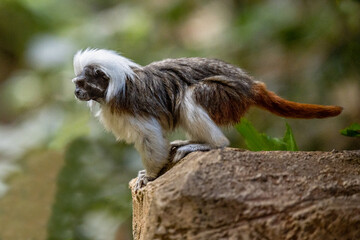 One Cotton Top Tamarin, saguinus oedipus, on a rock.