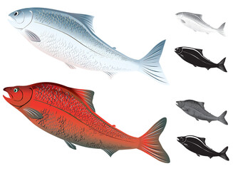 かわいい顔の紅白2種類の鮭鱒イラストセット（モノクロとシルエット付）