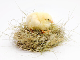 Naklejka na ściany i meble Newborn, chick and nest in studio with isolated on white background, cute and small animal in yellow. Baby, chicken and nurture for farming in agriculture, nature and livestock for sustainability