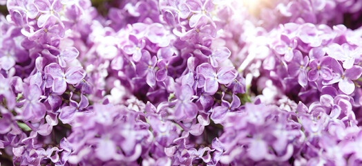 blooming lilac bush in dew drops, springtime floral background	