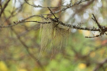 Closeup of beard moss or usnea lichen on a tree branch in forest.