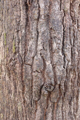 Naklejka premium Closeup texture of natural tree bark background. Rough surface of trunk. Green moss on natural wood.