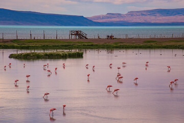 Laguna Nimez with lots of pink flamingoes in Santa Cruz Argentina