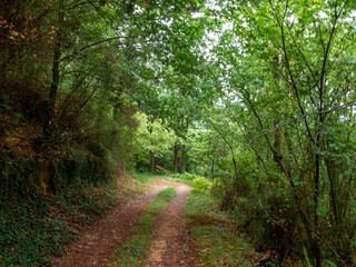 a peaceful forest path surrounded by lush greenery, creating a serene and natural atmosphere