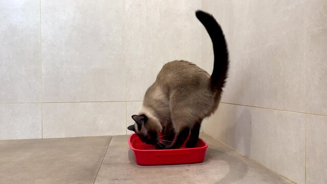 Trained Thai Siamese cat poops in a red tray with raised paw with cute face. Cat toilet in the room. 