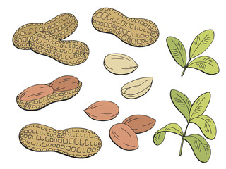Peanut graphic color isolated sketch illustration vector