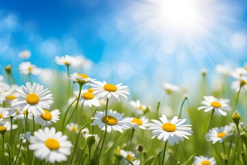 a blossoming meadow filled with daisies