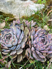 Succulent Echeveria in the Nature .Evergreen succulent perennials 