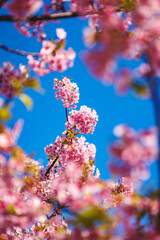 青空を背景にした河津桜
