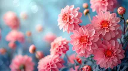 Deurstickers Beautiful pink dahlia flowers on blue bokeh background © Виктория Дутко