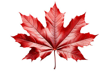 Dark red maple leaf isolated on cut out PNG or transparent background. Realistic leaves changing color clipart template pattern. Background Abstract Texture.