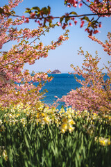 水仙の花と河津桜
