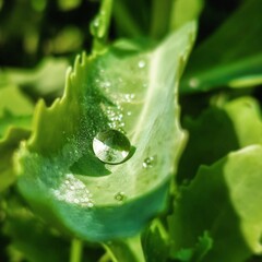 leaf with drops - obrazy, fototapety, plakaty