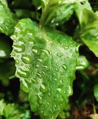 Spring leaf with rain drops - obrazy, fototapety, plakaty