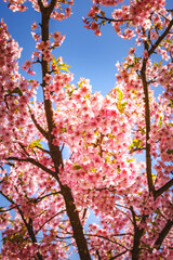 青空に映える河津桜
