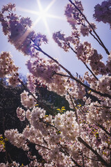 春の日差しに映える河津桜
