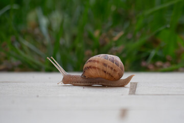 Snail Crawling over Tiles in a Garden