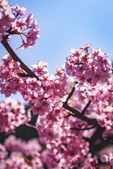 青空を背景にした河津桜
