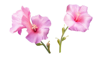 pink flowers isolated on transparent background cutout